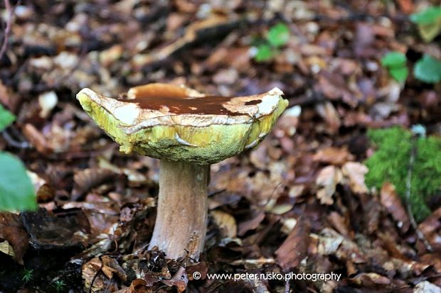 hríb smrekový Boletus edulis Bull.