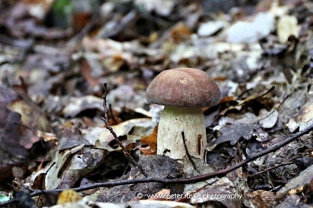 hríb dubový Boletus reticulatus Schaeff.