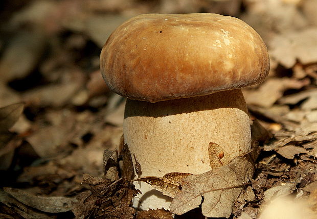 hríb dubový Boletus reticulatus Schaeff.