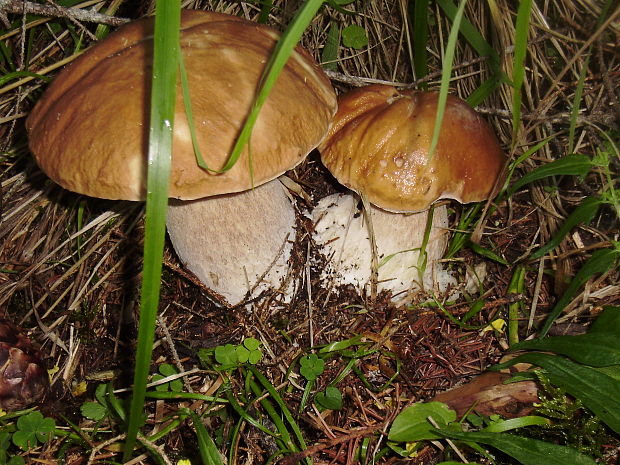 hríb dubový Boletus reticulatus Schaeff.