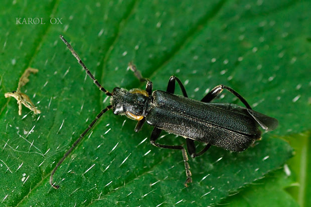 snehuľčík tmavý Cantharis obscura