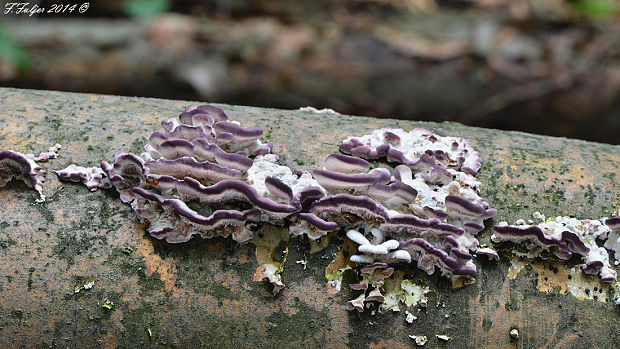 pevníkovec purpurový Chondrostereum purpureum (Pers.) Pouzar