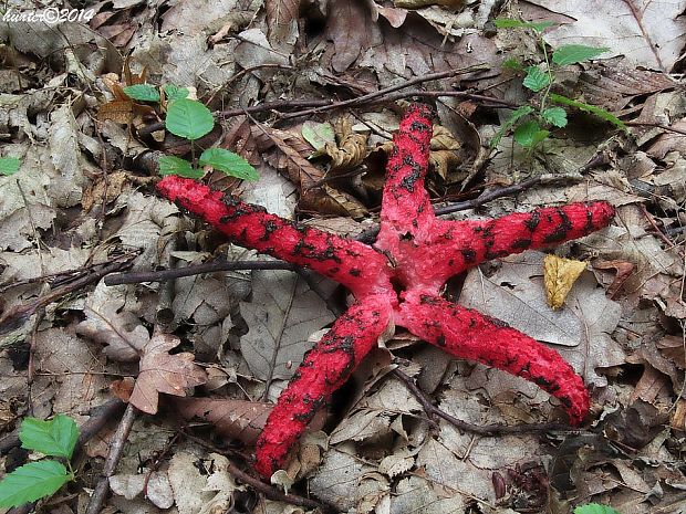 mrežovka kvetovitá Clathrus archeri (Berk.) Dring