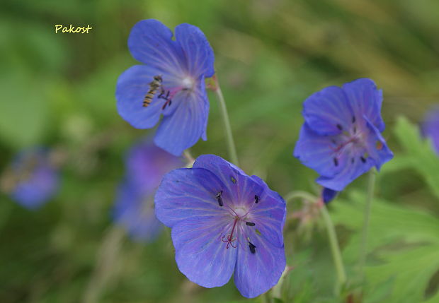 pakost lúčny Geranium pratense L.