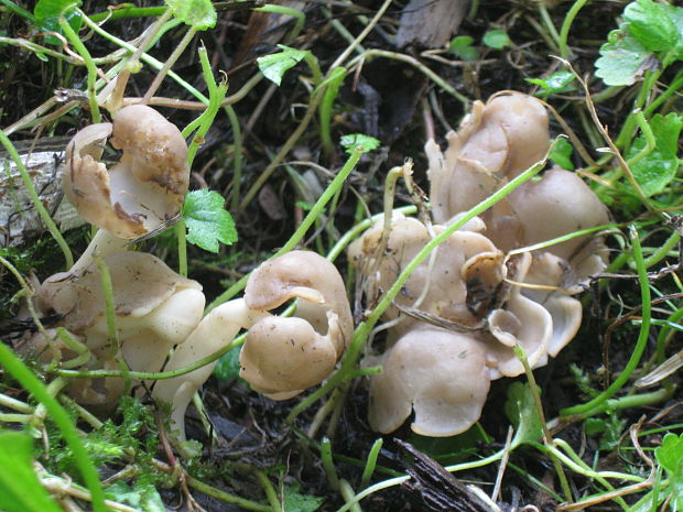 chriapač Helvella sp.