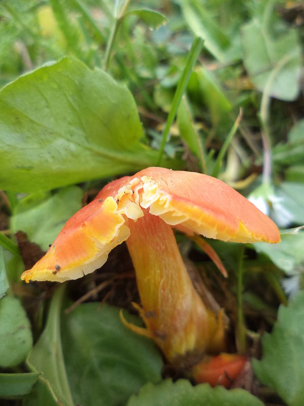 lúčnica kužeľovitá pieskomilná Hygrocybe conica var. conicoides (P.D. Orton) Boertm.