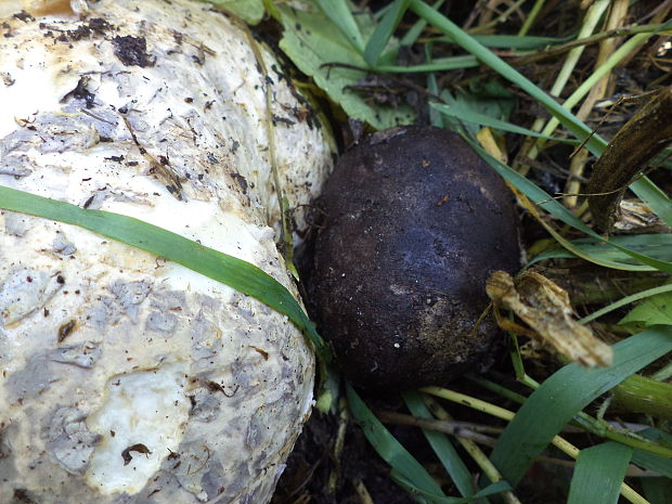 škárka kožovitá Mycenastrum corium (Guers.) Desv.