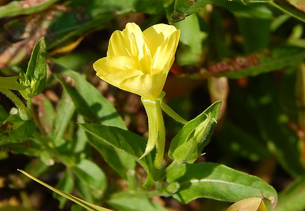 pupalka dvojročná Oenothera biennis L.