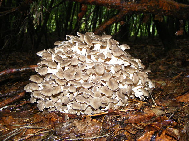 trúdnik klobúčkatý Polyporus umbellatus (Pers.) Fr.