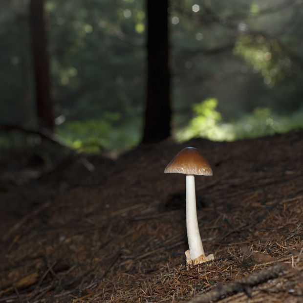 muchotrávka plavohnedá Amanita fulva Fr.