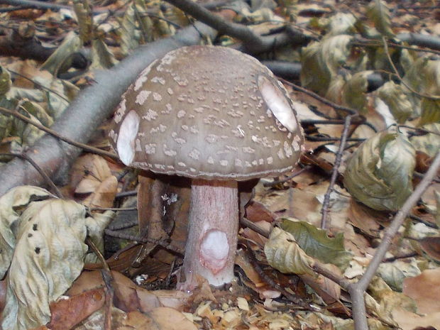 muchotrávka červenkastá Amanita rubescens Pers.