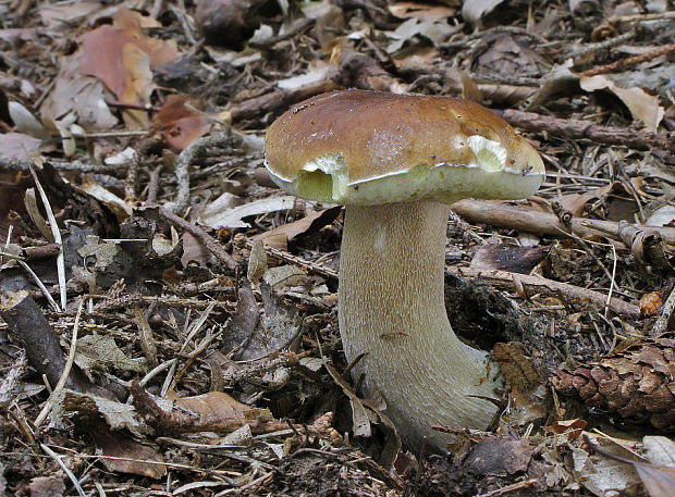 hríb smrekový Boletus edulis Bull.