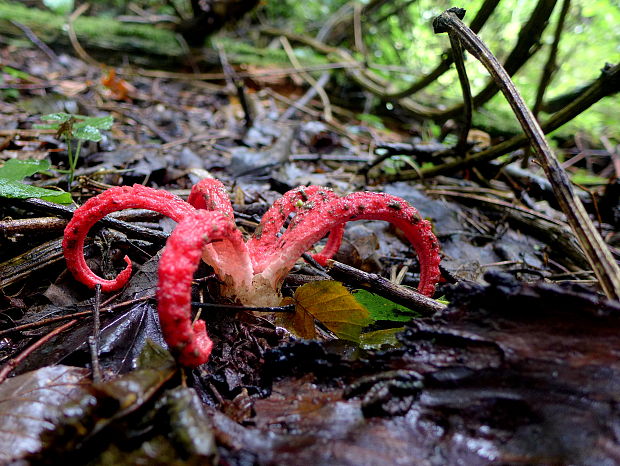 mrežovka kvetovitá Clathrus archeri (Berk.) Dring