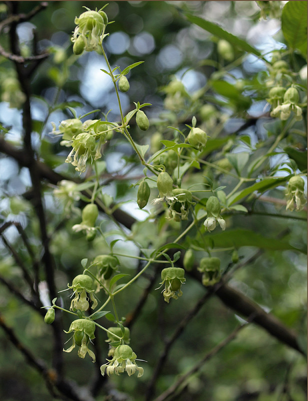 nadutica bobuľnatá Cucubalus baccifer L.