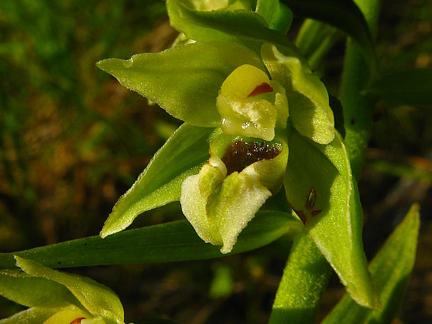 kruštík širokolistý pravý Epipactis helleborine subsp. helleborine (L.) Crantz