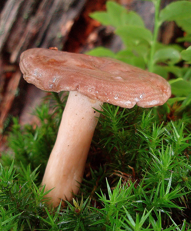 rýdzik voňavý Lactarius glyciosmus (Fr.) Fr.