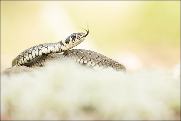 užovka obojková Natrix natrix