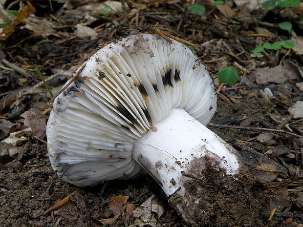 plávka čiernobiela Russula albonigra (Krombh.) Fr.