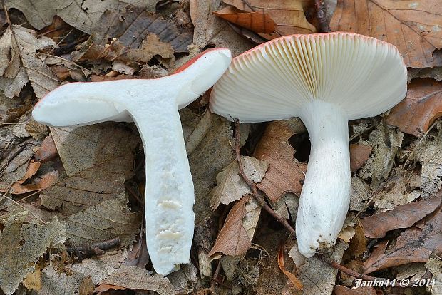 plávka  Russula cf. aurora