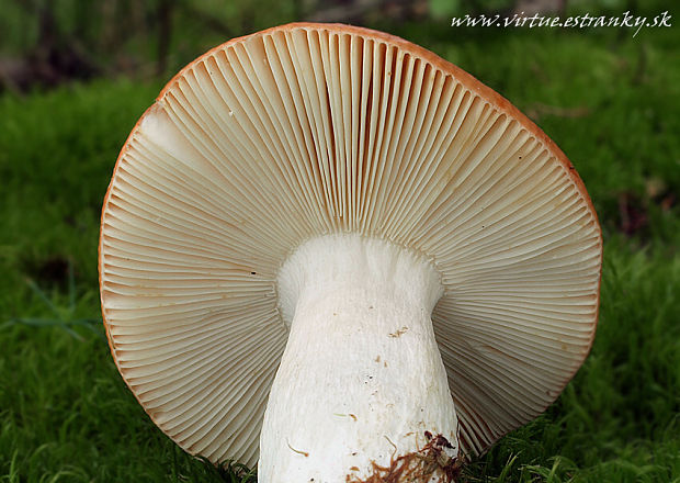 plávka odfarbená Russula decolorans (Fr.) Fr.