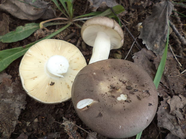 plávka Russula sp.