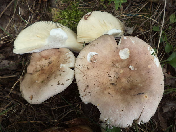 plávka Russula sp.