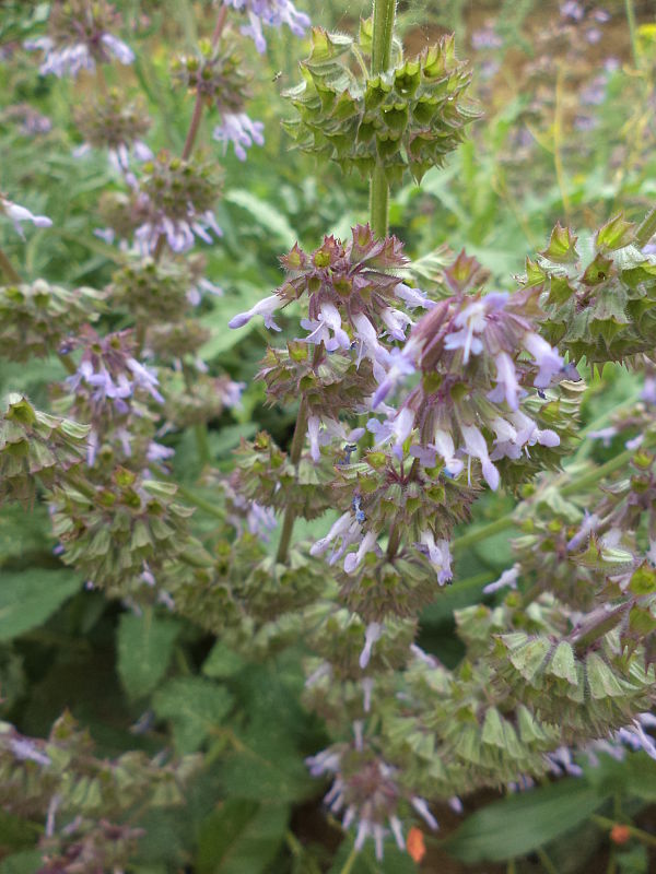 šalvia praslenatá Salvia verticillata L.