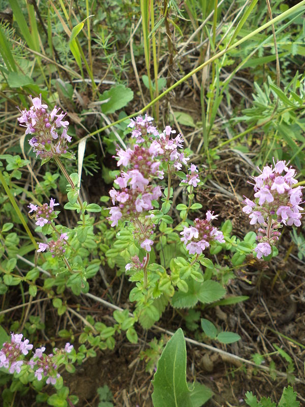 dúška vajcovitá Thymus pulegioides L.