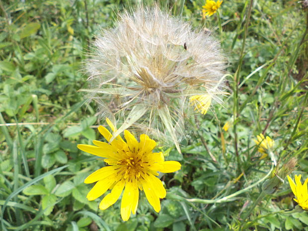 kozobrada lúčna Tragopogon pratensis L.