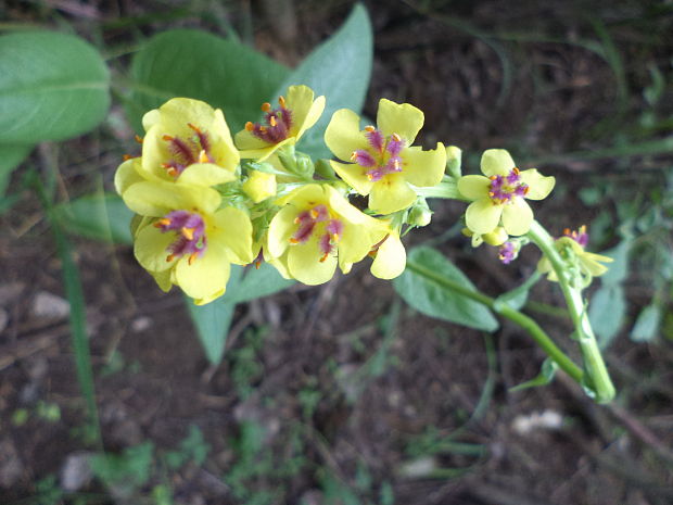 divozel čierny Verbascum nigrum L.