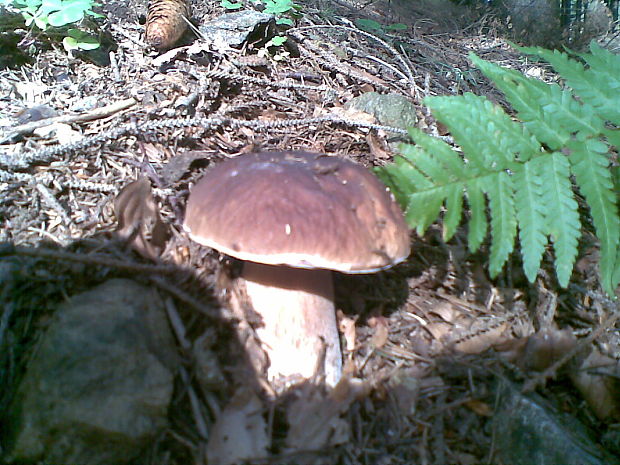 hríb smrekový Boletus edulis Bull.