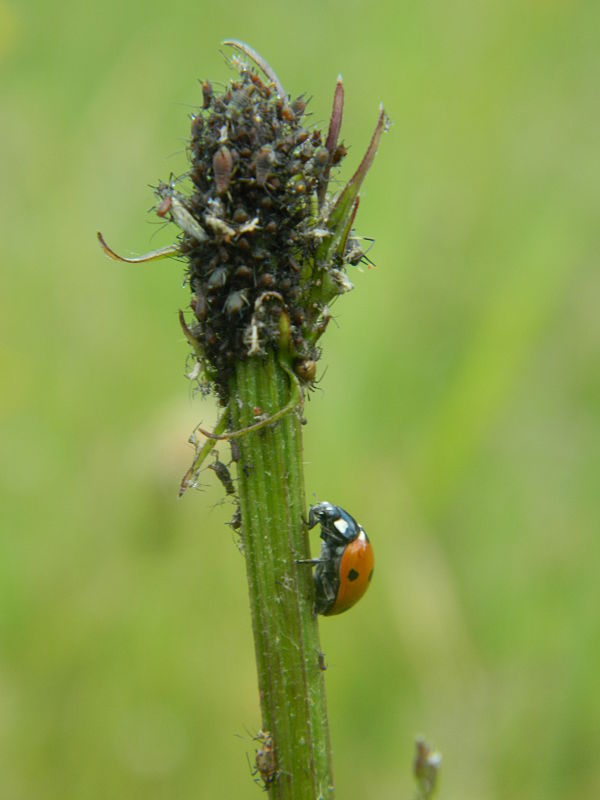 lienka sedembodková Coccinella septempunctata