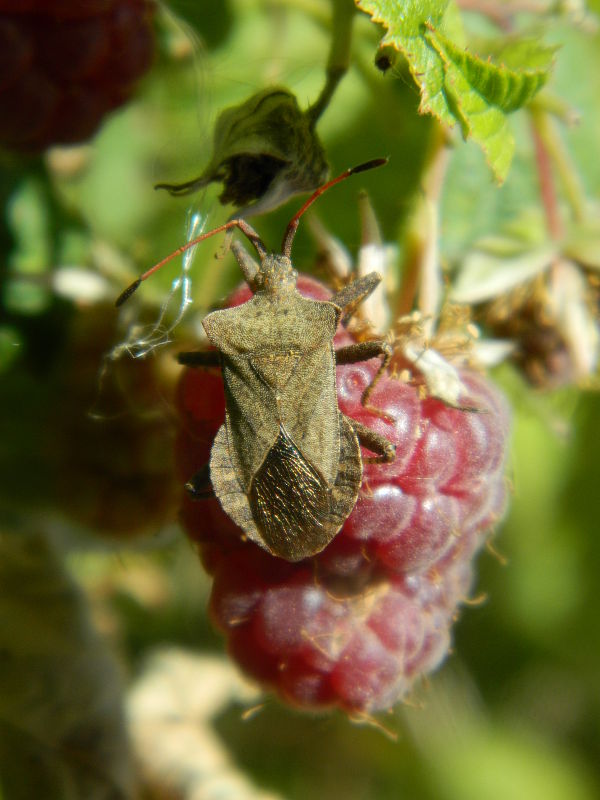 bzdocha štiavová Coreus marginatus