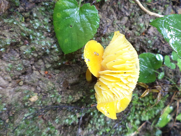 lúčnica Hygrocybe sp.