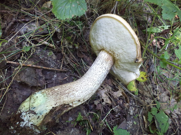 kozák osikový Leccinum albostipitatum den Bakker & Noordel.