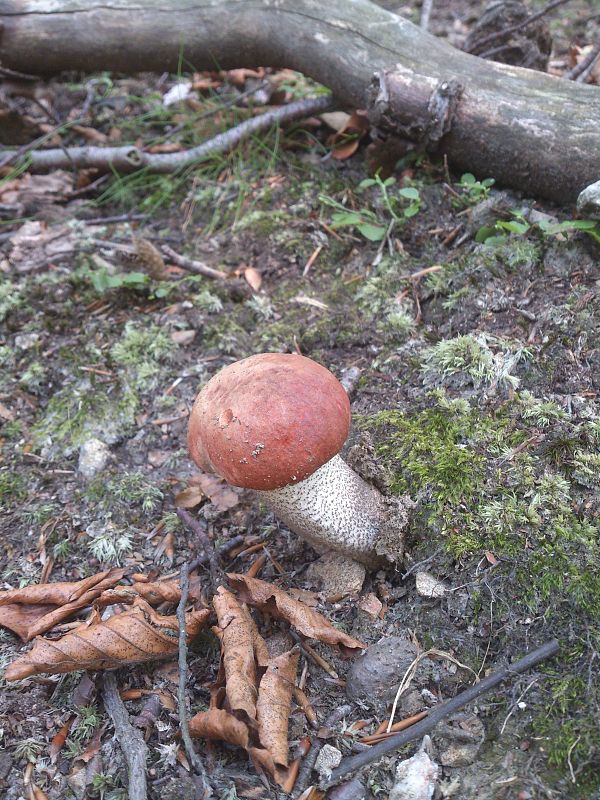 kozák dubový Leccinum aurantiacum (Bull.) Gray