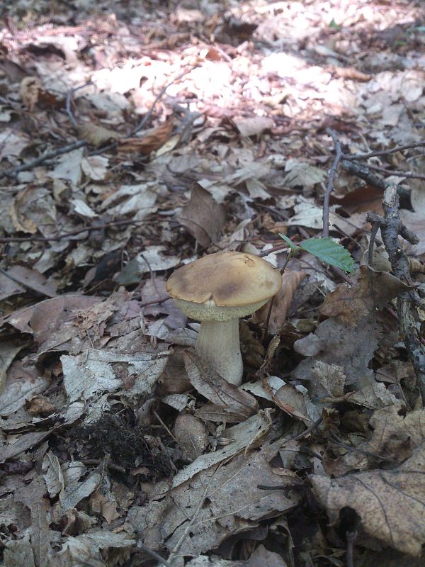 kozák hrabový Leccinum pseudoscabrum (Kallenb.) Šutara