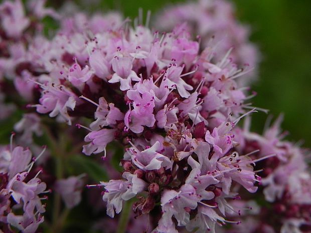 pamajorán obyčajný Origanum vulgare L.