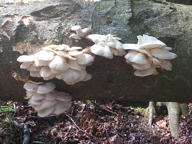 hliva Pleurotus sp.