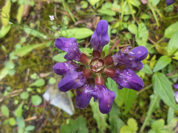 čiernohlávok obyčajný Prunella vulgaris L.