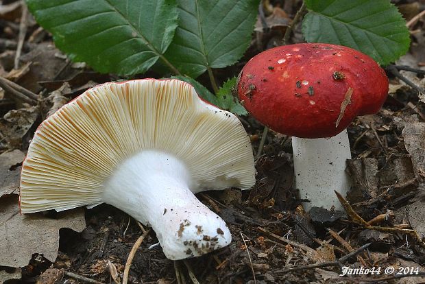 plávka Russula sp.