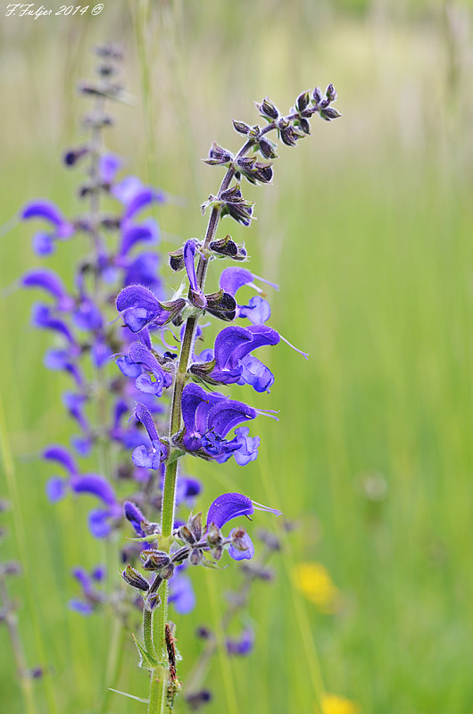 šalvia lúčna Salvia pratensis L.