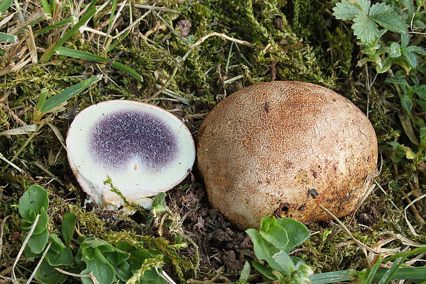 pestrec prášnicovitý Scleroderma areolatum Ehrenb.