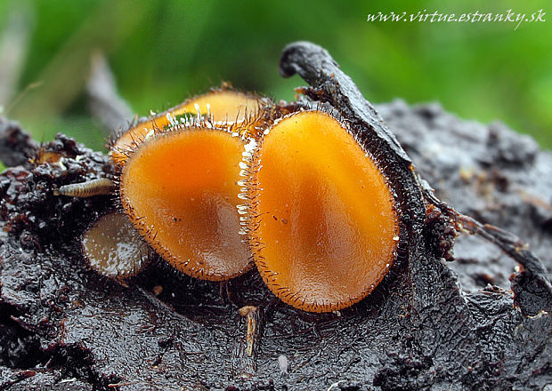 štítovnička obyčajná Scutellinia scutellata (L.) Lambotte