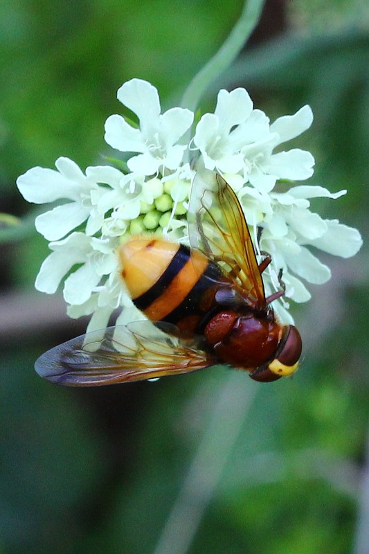 pestrica sršnovitá Volucella zonaria