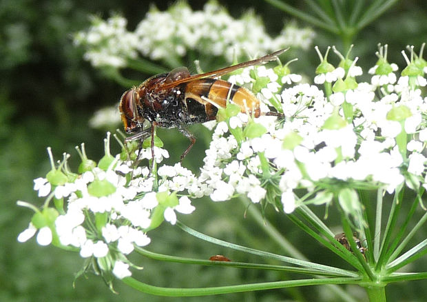 pestrenka sršňová Voluncella zonaria