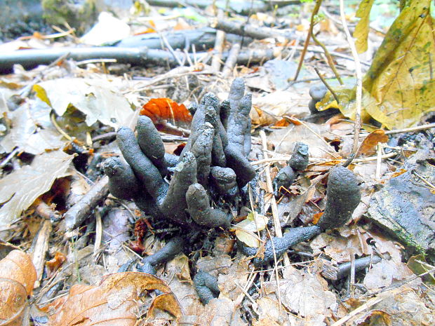 drevnatec prstovitý Xylaria digitata (L.) Grev.