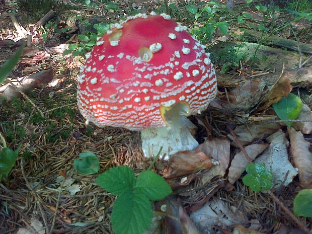 muchotrávka červená Amanita muscaria (L.) Lam.