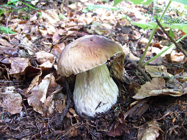 hríb smrekový Boletus edulis Bull.