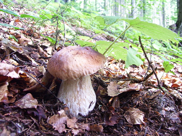 hríb smrekový Boletus edulis Bull.